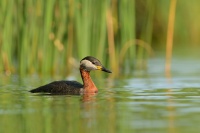 Potapka rudokrka - Podiceps grisegena - Red-necked Grebe 5698